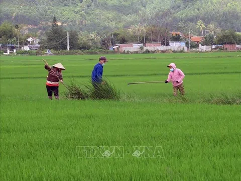 Phú Yên: Nông dân hối hả ra đồng chăm sóc lúa những ngày đầu Xuân