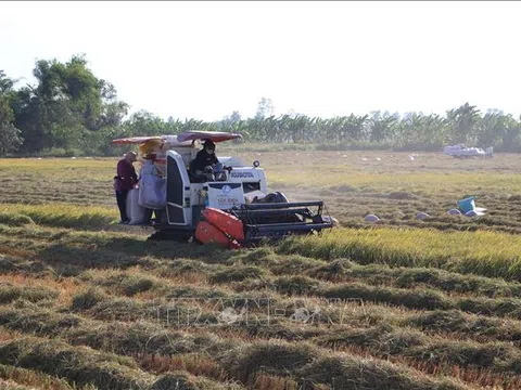 Cà Mau tiếp tục chuyển đổi thêm gần 2.000 ha đất trồng lúa kém hiệu quả