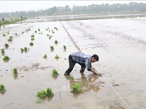 Nông dân Vĩnh Phúc xuống đồng gieo cấy vụ Xuân