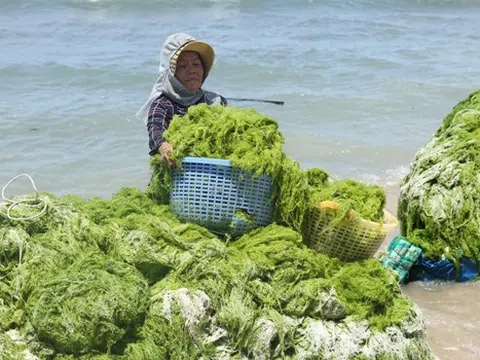 Việt Nam tập trung phát triển hệ thống sản xuất rong biển