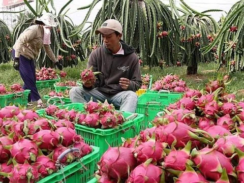 Tiền Giang: Giá nông sản chủ lực vùng Đồng Tháp Mười tăng trở lại sau Tết