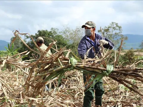 Đắk Lắk: Giá mía đầu vụ cao đem lại niềm vui cho nông dân