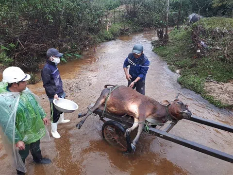 Xuất hiện gia súc chết rét tại các tỉnh miền núi phía Bắc