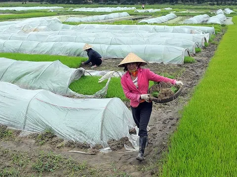 Thường xuyên kiểm tra, phòng, chống rét cho các loại cây trồng