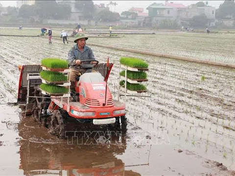 Nhiều lợi ích từ áp dụng máy cấy vào sản xuất tại Hà Nam