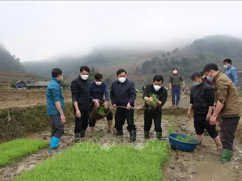 Yên Bái: Ứng phó với rét đậm, rét hại bảo vệ lúa xuân