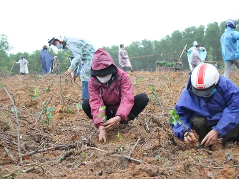 Quảng Trị: Trồng rừng chống sạt lở gắn với tạo sinh kế cho người dân