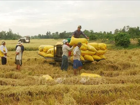 Thị trường nông sản tuần qua: Giá lúa tăng nhẹ