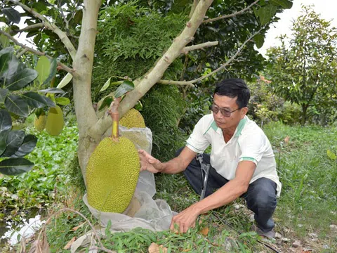 Đồng Tháp: Chuyển hơn 10.000 ha đất lúa kém hiệu quả sang cây trồng có giá trị cao