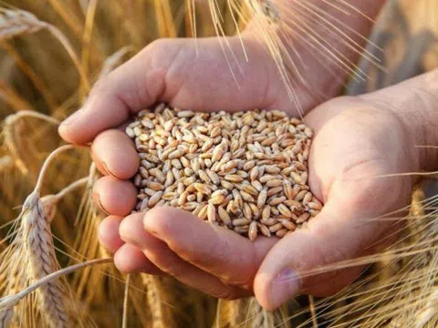 Ai Cập tìm cách đa dạng hóa nguồn cung lúa mì