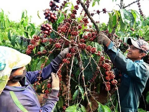 Nhiều dư địa cho cà phê Việt Nam xuất khẩu vào Algeria