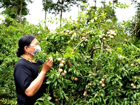 Lào Cai hướng tới sản xuất nông nghiệp không hóa chất