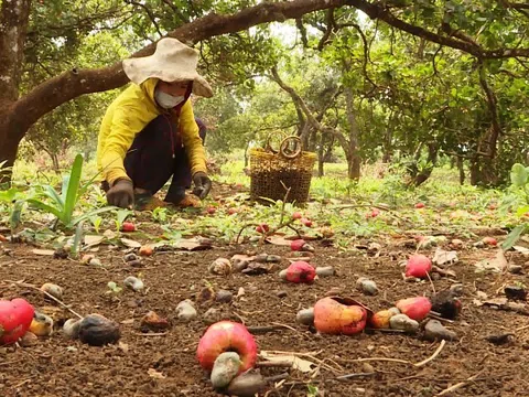 Thủ phủ điều Bình Phước ảnh hưởng nặng bởi mưa trái mùa