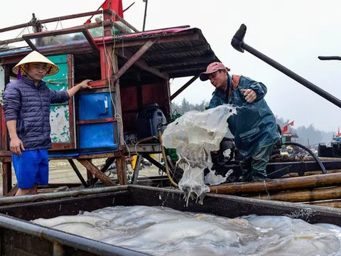 Thanh Hoá: Khai thác sứa biển mang lại thu nhập khá cho ngư dân