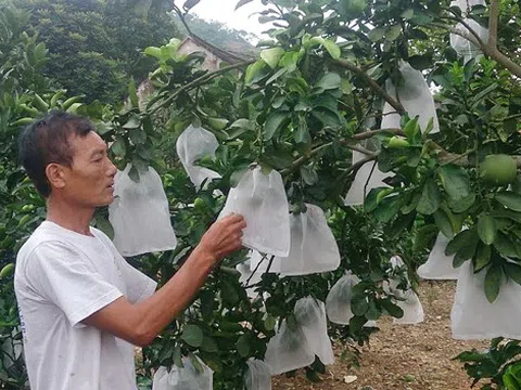 Trà Vinh: Xây dựng vùng trồng cây ăn trái đặc sản tập trung