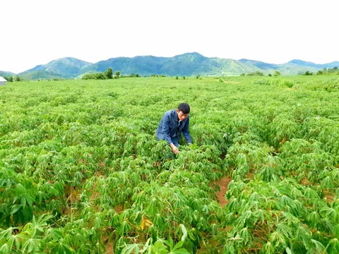 Nhân giống sạch bệnh và kiểm soát nguồn lây khảm lá sắn