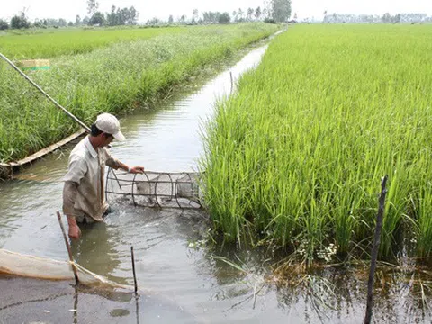 Kiên Giang: Nhiều dự án, công trình ứng phó với biến đổi khí hậu