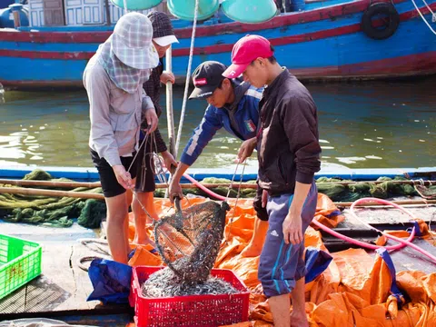 Quảng Trị: Được mùa biển nhưng ngư dân vẫn kém vui