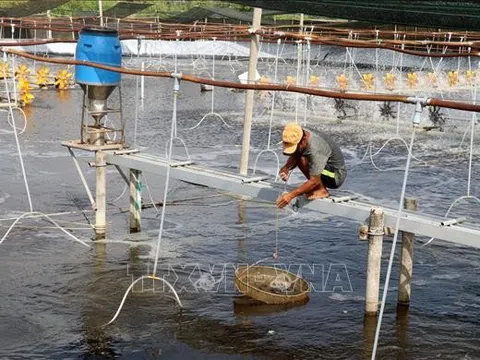Khuyến cáo người dân tuân thủ nghiêm quy trình kỹ thuật nuôi thủy sản