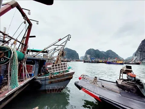 Ngư dân Quảng Ninh lao đao khi giá nhiên liệu “phi mã”