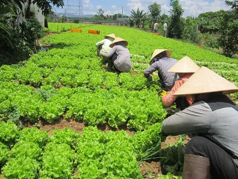 Bạc Liêu: Giá tăng, nông dân mở rộng diện tích rau màu nghịch vụ