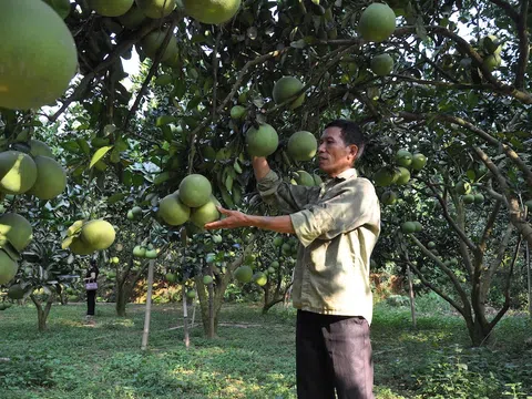 Nông dân tăng thu nhập nhờ trồng cây bưởi Luận Văn