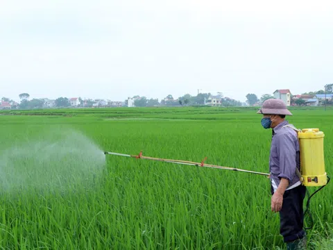 Cảnh báo: Sâu bệnh gây hại trên lúa Đông - Xuân