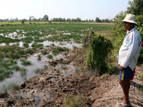 Kiên Giang: Giảm bớt nỗi lo xâm nhập mặn gây thiệt hại cho sản xuất