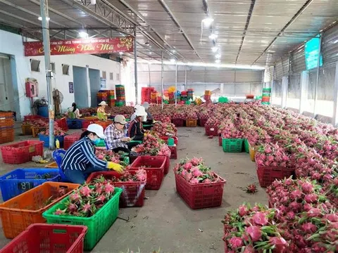 Bình Thuận triển khai giải pháp thúc đẩy tiêu thụ nông sản