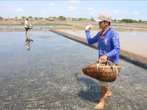 Diêm dân Bến Tre mất mùa muối do thời tiết bất lợi