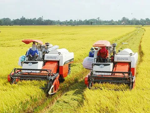 Bà Rịa-Vũng Tàu: Giá lúa vụ Đông Xuân giảm mạnh, người nông dân khó có lãi