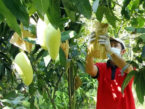 An Giang: Đẩy nhanh triển khai cấp mã số vùng trồng cho sản phẩm nông nghiệp