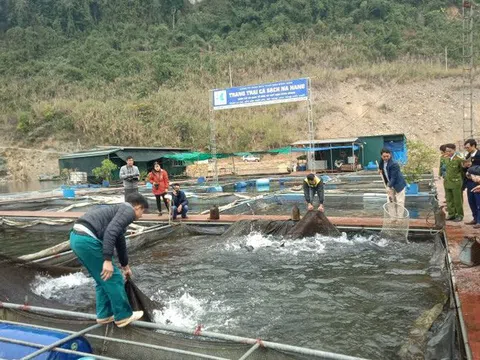 Tuyên Quang: Nuôi cá lồng đặc sản trên sông Lô