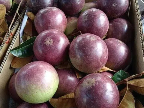Sóc Trăng: Tăng vùng cây ăn trái phục vụ xuất khẩu tại Sóc Trăng