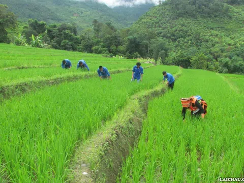 Lai Châu tập trung chăm sóc lúa vụ Xuân