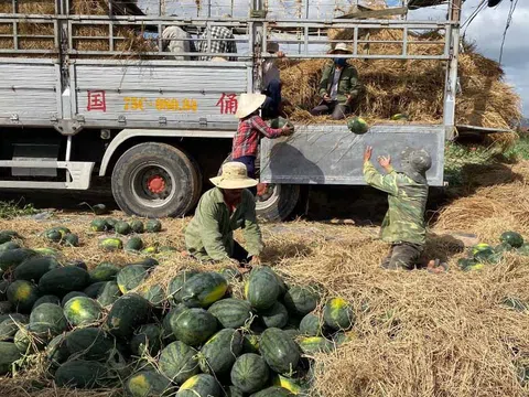 Gia Lai tìm đầu ra ổn định cho dưa hấu