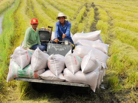Đồng Tháp hướng tới hình thành vùng sản xuất gạo ngon