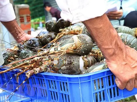 Khánh Hòa: Khó khăn trong tiêu thụ, nuôi mới tôm hùm