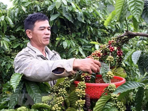 Đắk Lắk: Chi phí sản xuất tăng, nông dân linh hoạt thay đổi phương thức canh tác