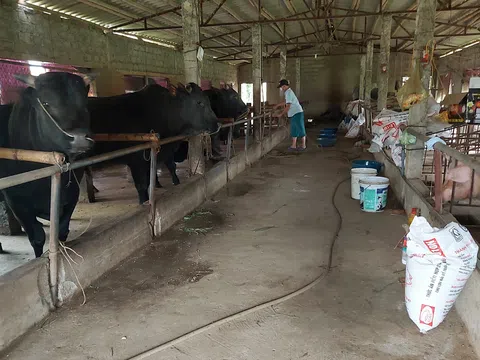 Nhiều trang trại lao đao trong cơn “bão giá” thức ăn chăn nuôi tại Thanh Hoá