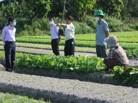 Nông nghiệp xanh: Quảng Nam phát triển kinh tế nông nghiệp gắn với chuyển đổi số