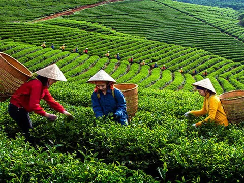 Người trồng chè Sơn La gặp khó vì giá phân bón tăng cao