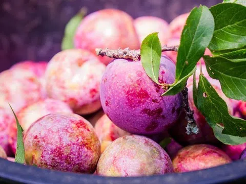 Mộc Châu vào mùa mận: Du khách vừa thưởng ngoạn cảnh đẹp, vừa mua đặc sản mang về