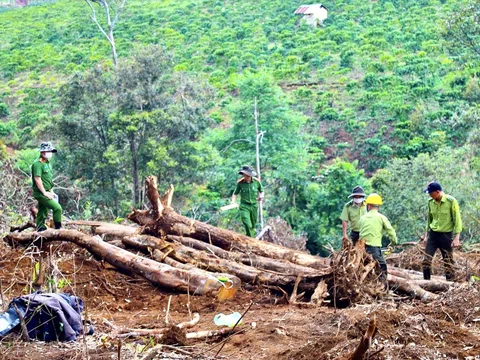 Bắt tạm giam đối tượng chủ mưu vụ tàn phá rừng tại Lâm Đồng