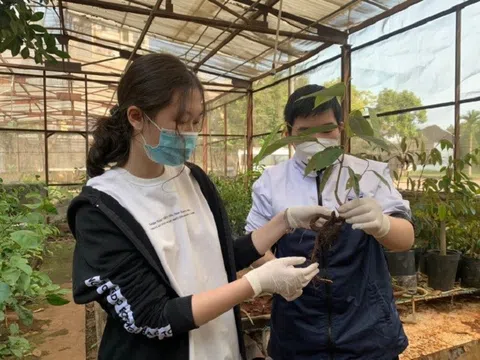Học sinh Thủ đô tìm ra chủng vi sinh phòng bệnh trên cây sầu riêng