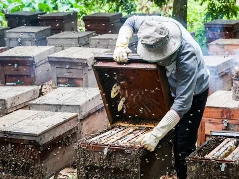 Mỹ ra quyết định cuối cùng về chống bán phá giá với mật ong Việt Nam