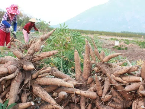 Trung Quốc gia tăng nhập khẩu sắn và tinh bột sắn của Việt Nam