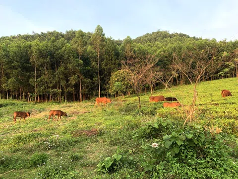 Tặng bò giống cho các hộ nghèo dân tộc Mông ở vùng sâu vùng xa tại Tuyên Quang