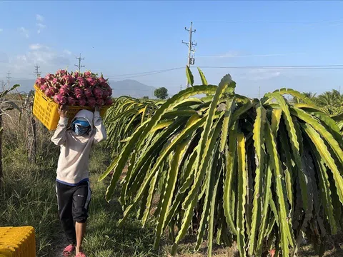 Tìm giải pháp khi nhiều nhà vườn phá bỏ cây thanh long