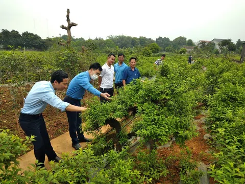 Những vườn mai bạc tỷ dưới chân núi Tản Viên Sơn Thánh